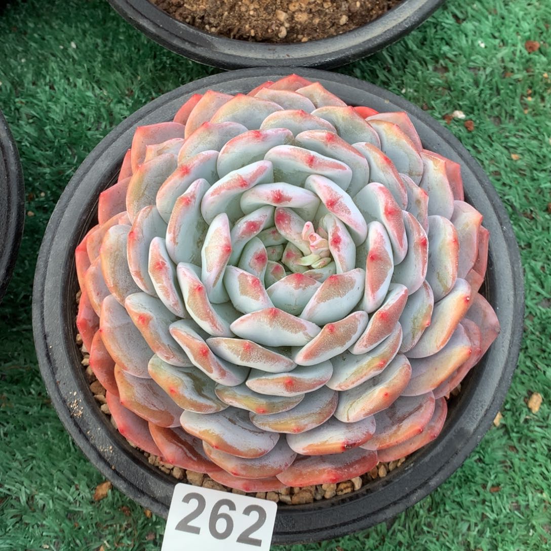 262橙子多肉植物