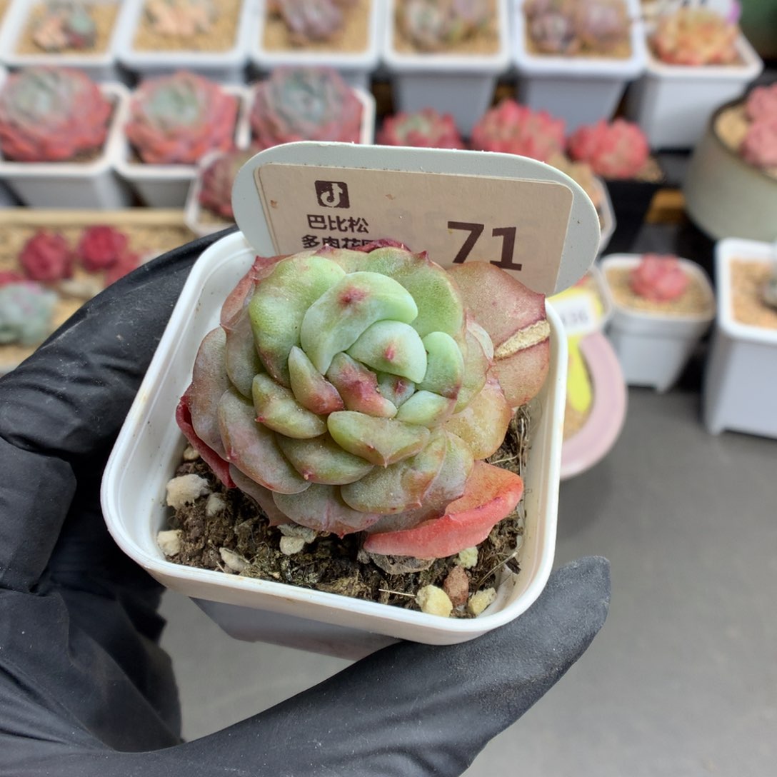 71 糖心石化多肉