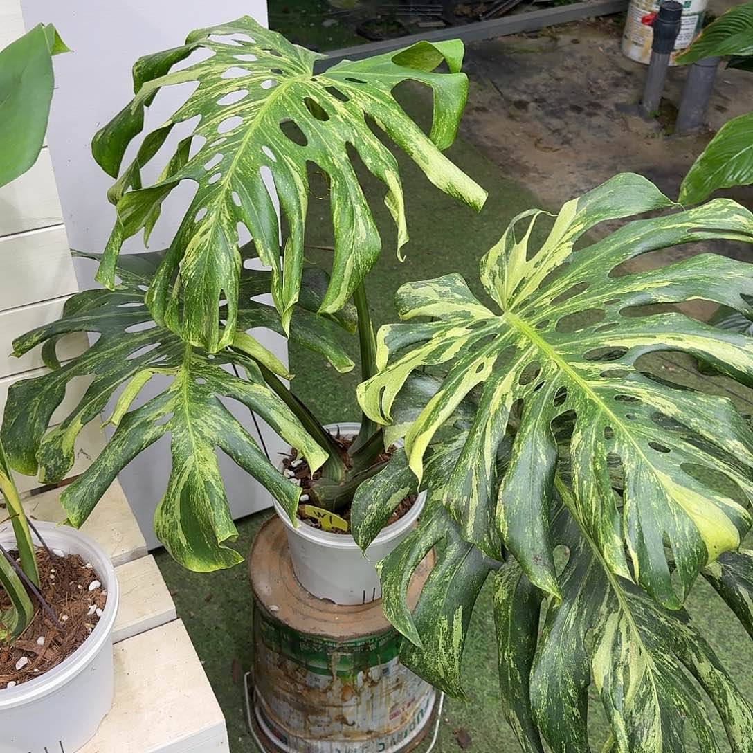 无花朵皱叶海洋薄荷大顶芽w1