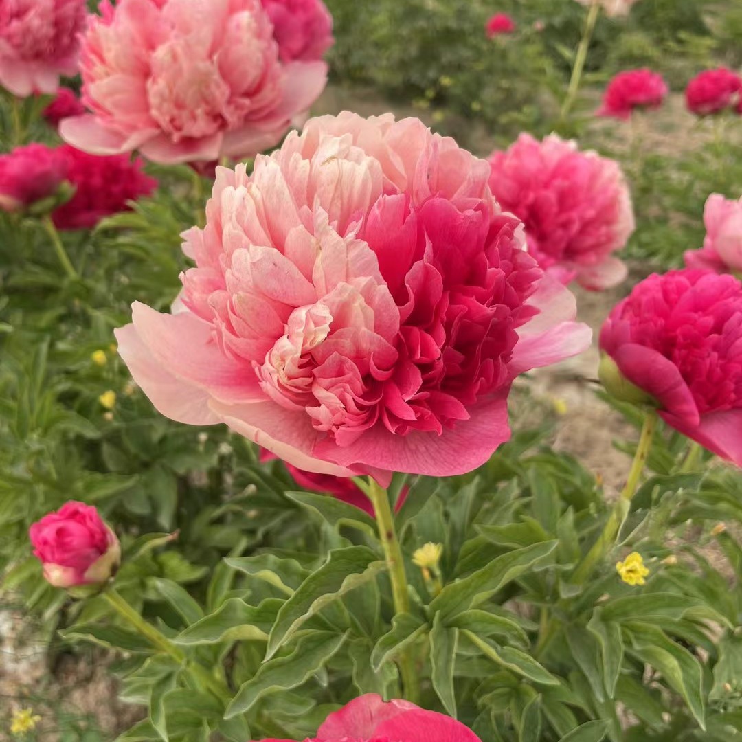 进口芍药御前表演5芽左右