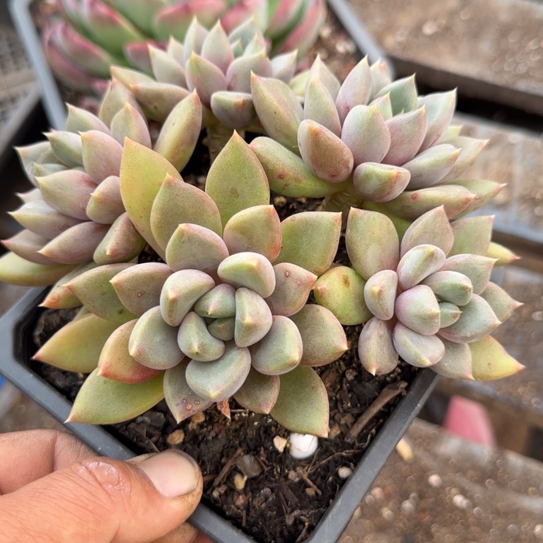 红象牙一物一拍包装收缩花旱