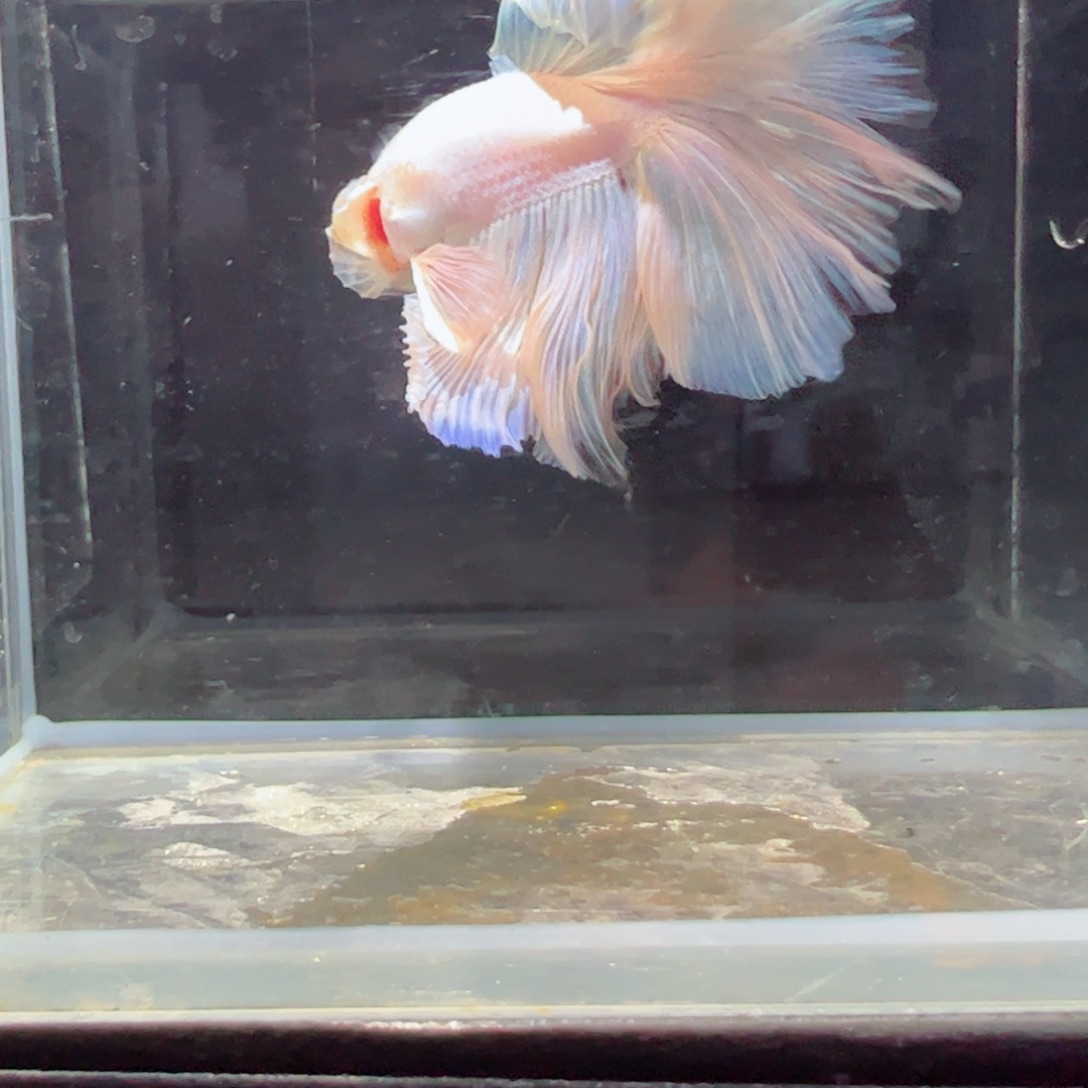 斗鱼浅色特殊尾hhhh