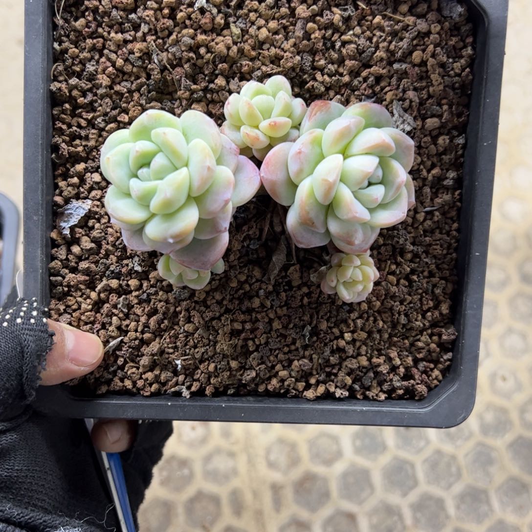 红陶碎*?182号多肉植物