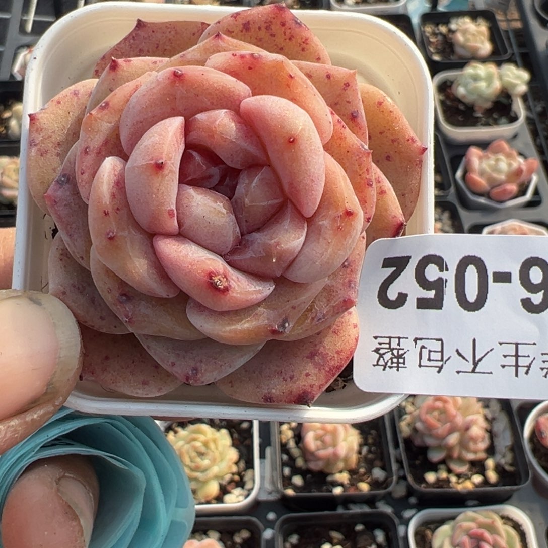 小卡拉米糖心一物一拍16-52