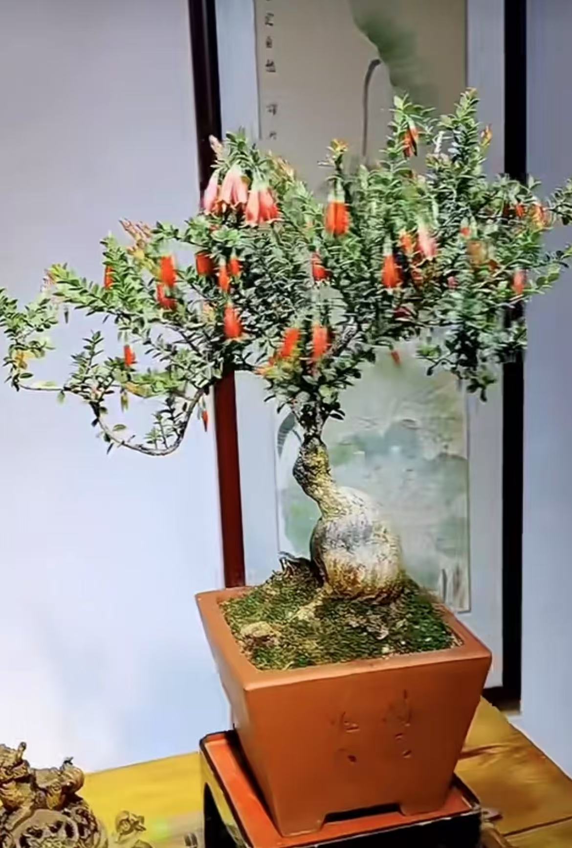云南省网红树萝卜（直播间一物一拍价格表）