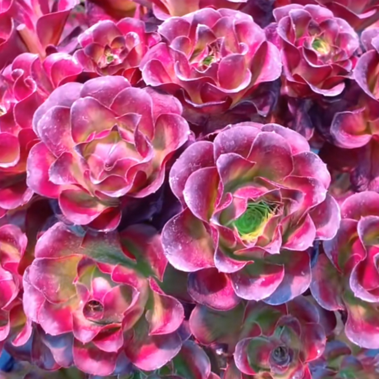 魅金玫瑰特价福利