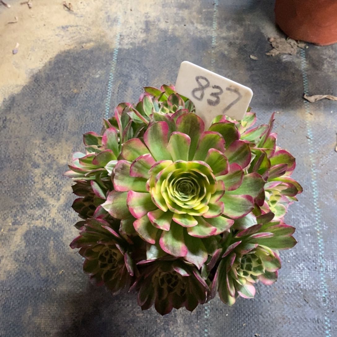 红陶837海王一物一拍多肉