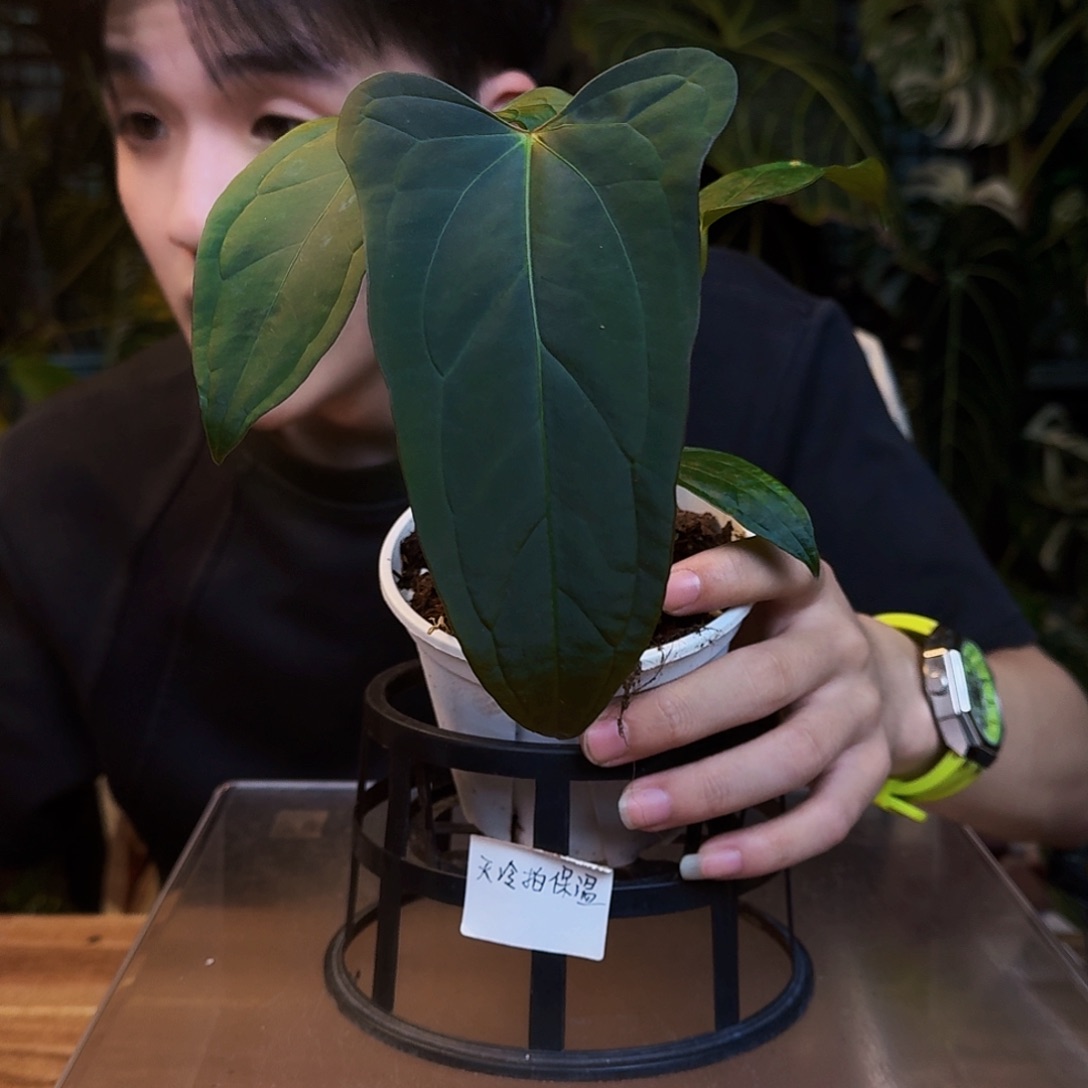 完全开放V112希尼亚咋fs