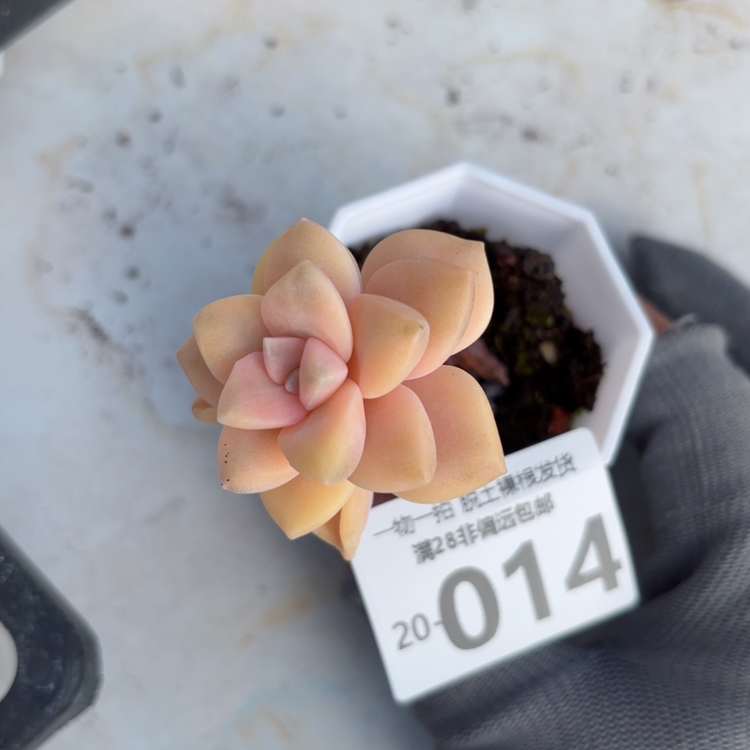 美杏锦多肉多肉多肉