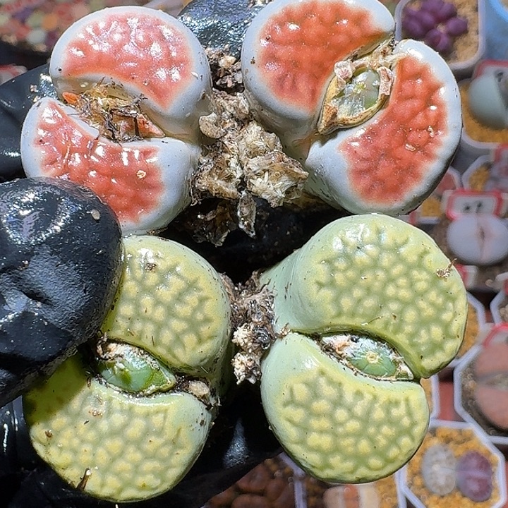 生石花1111111。   192