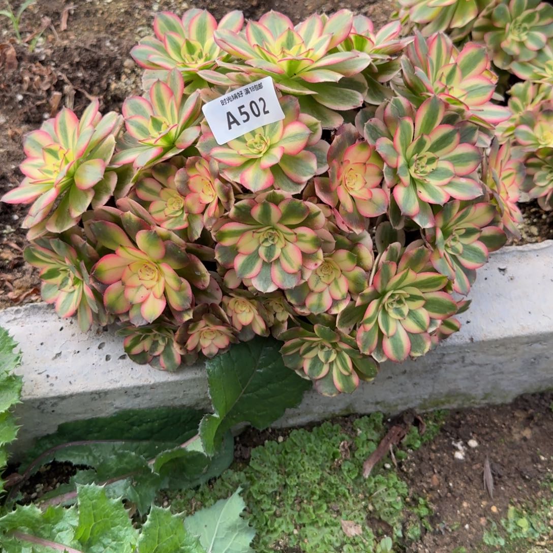 502荔枝 多肉植物