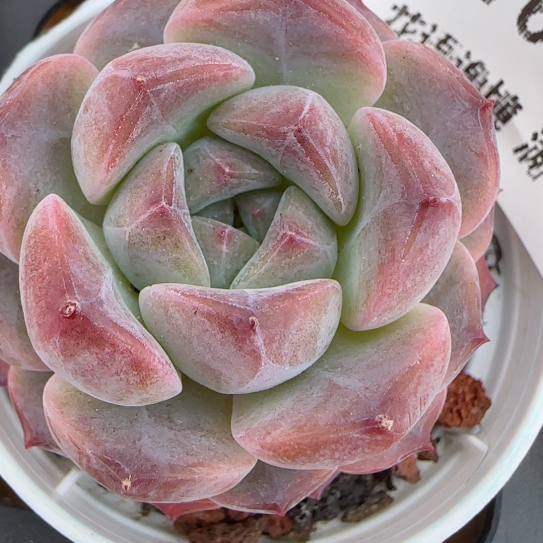 花语逸境0222-176