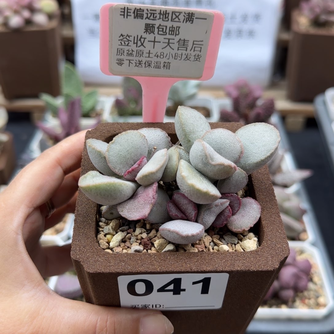 041爱莎多肉植物微瑕