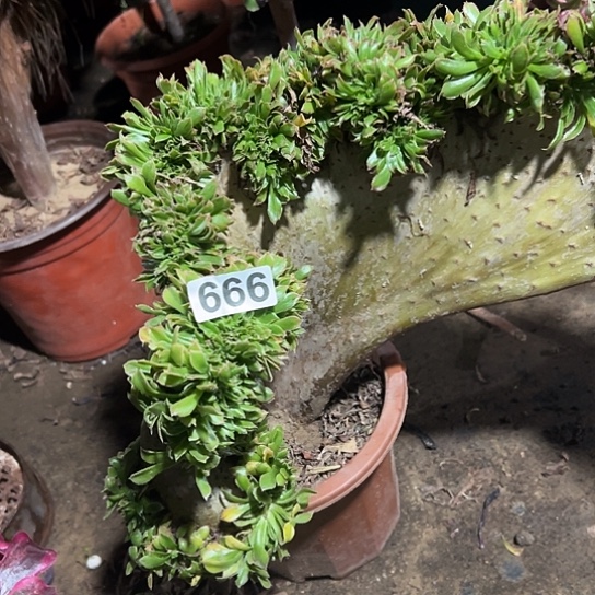 M***叔多肉植物一个原始绿666