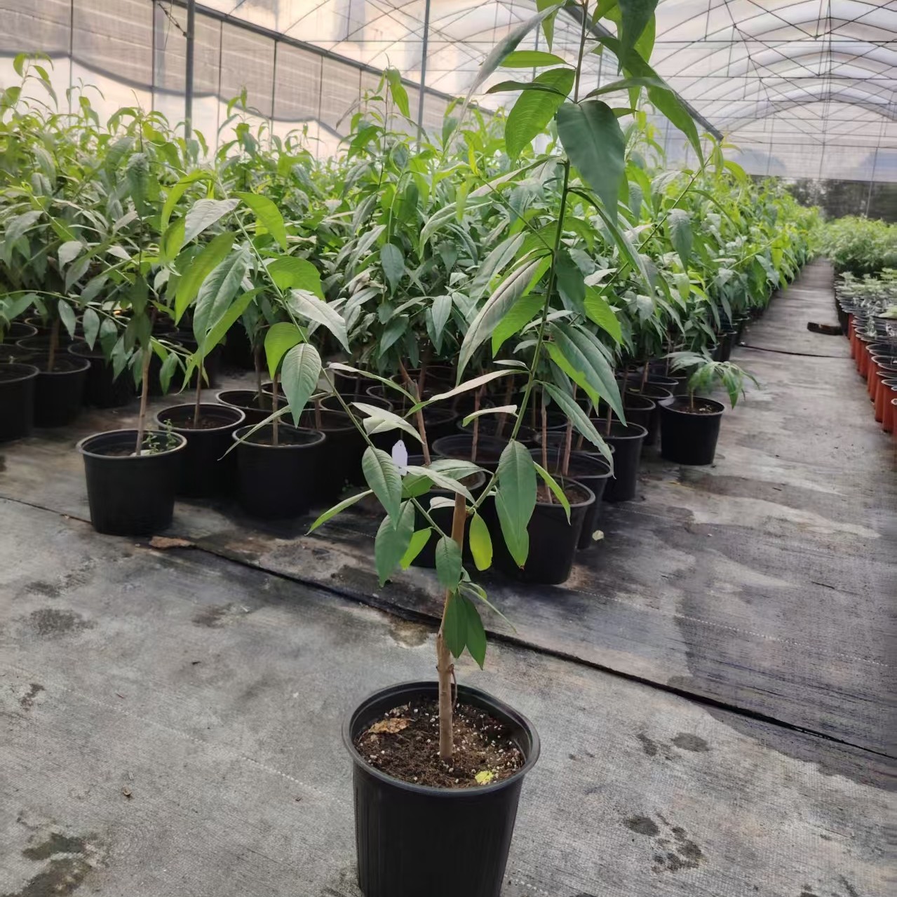 台农7号水密桃南方热带品种两广福建种植的桃树杯苗带叶子发货