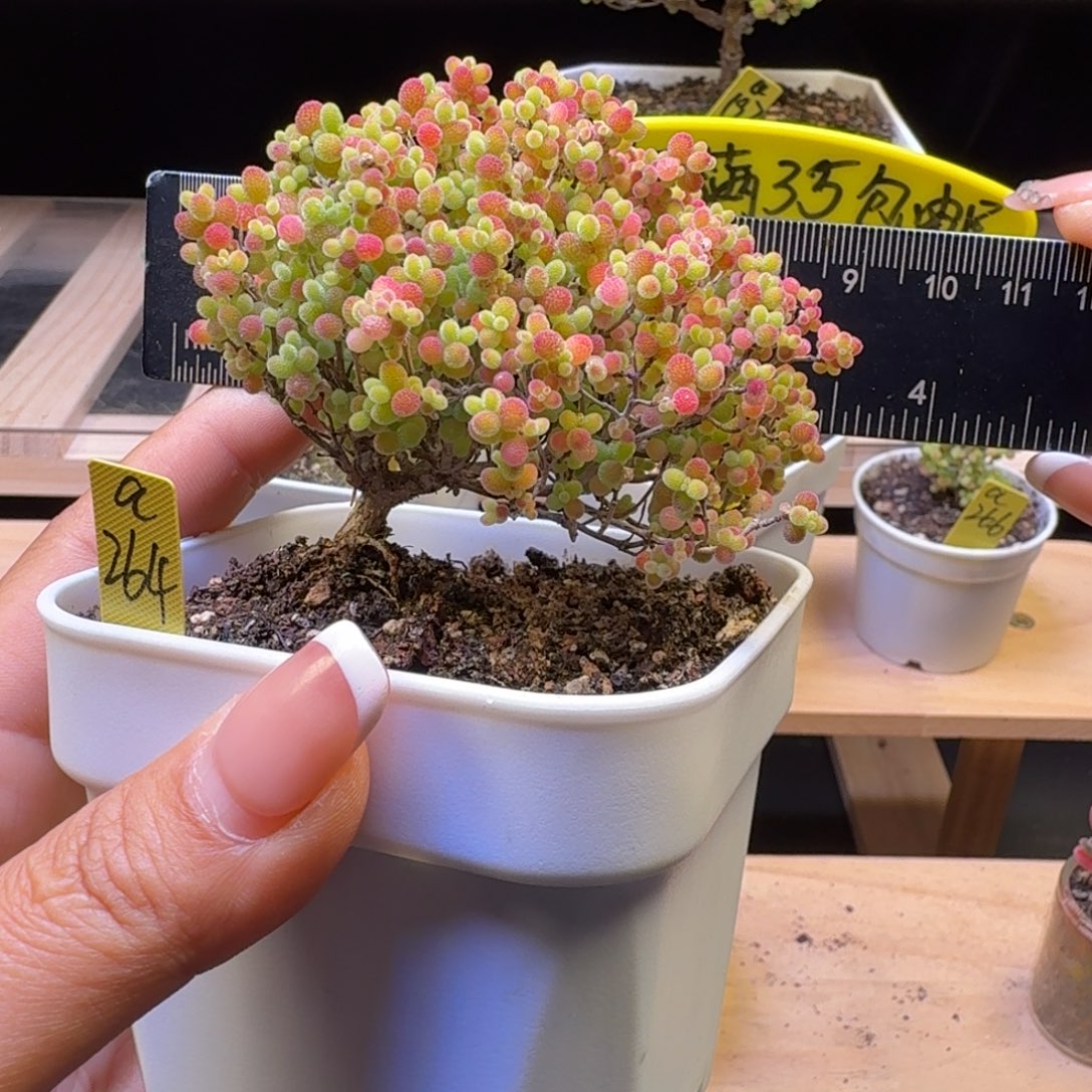 …***.a264号蜜橘冠服8厘米左右