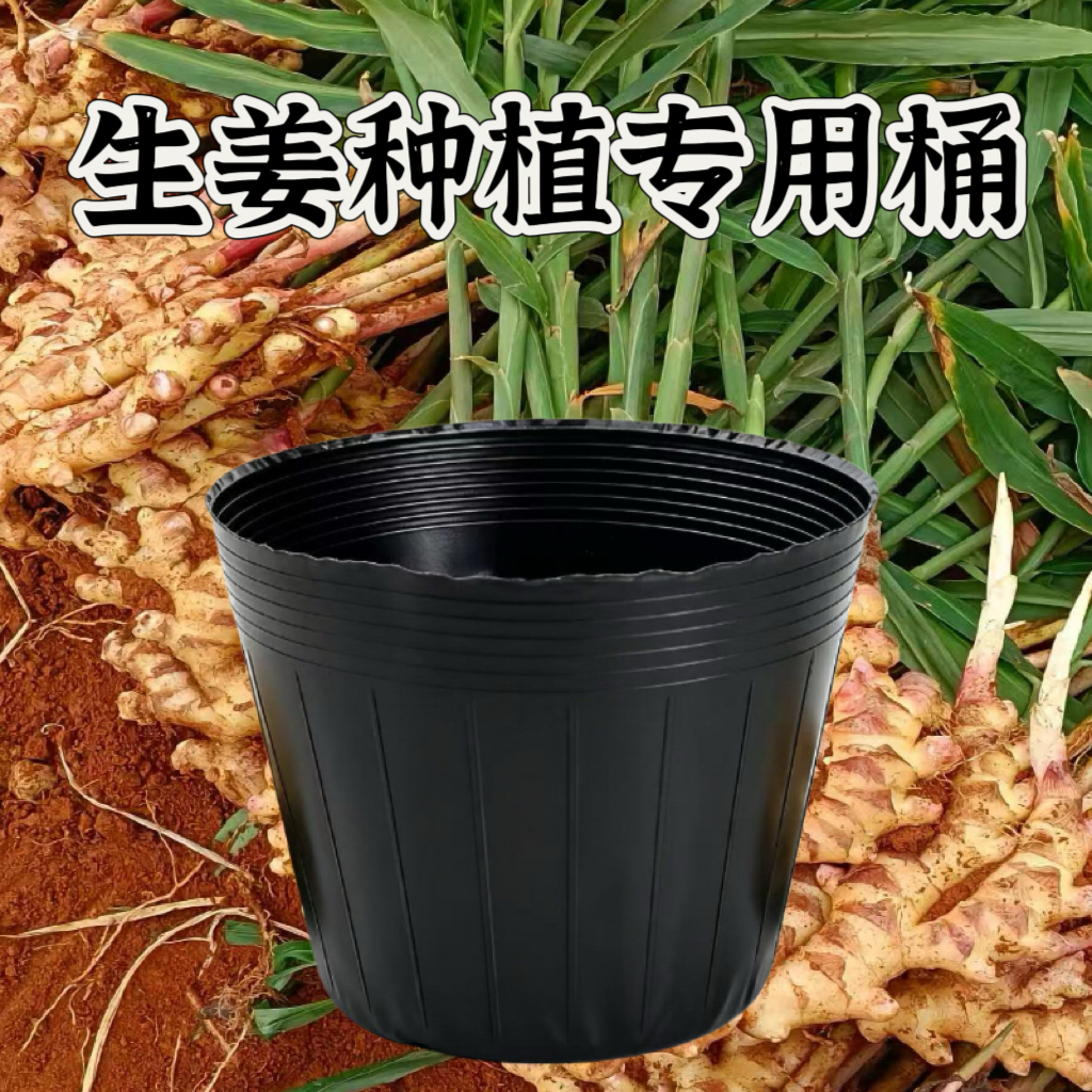 生姜种植桶黑色加厚营养钵育苗专用大号塑料容器生姜专用桶