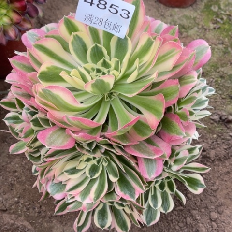 白凤多肉多肉4853