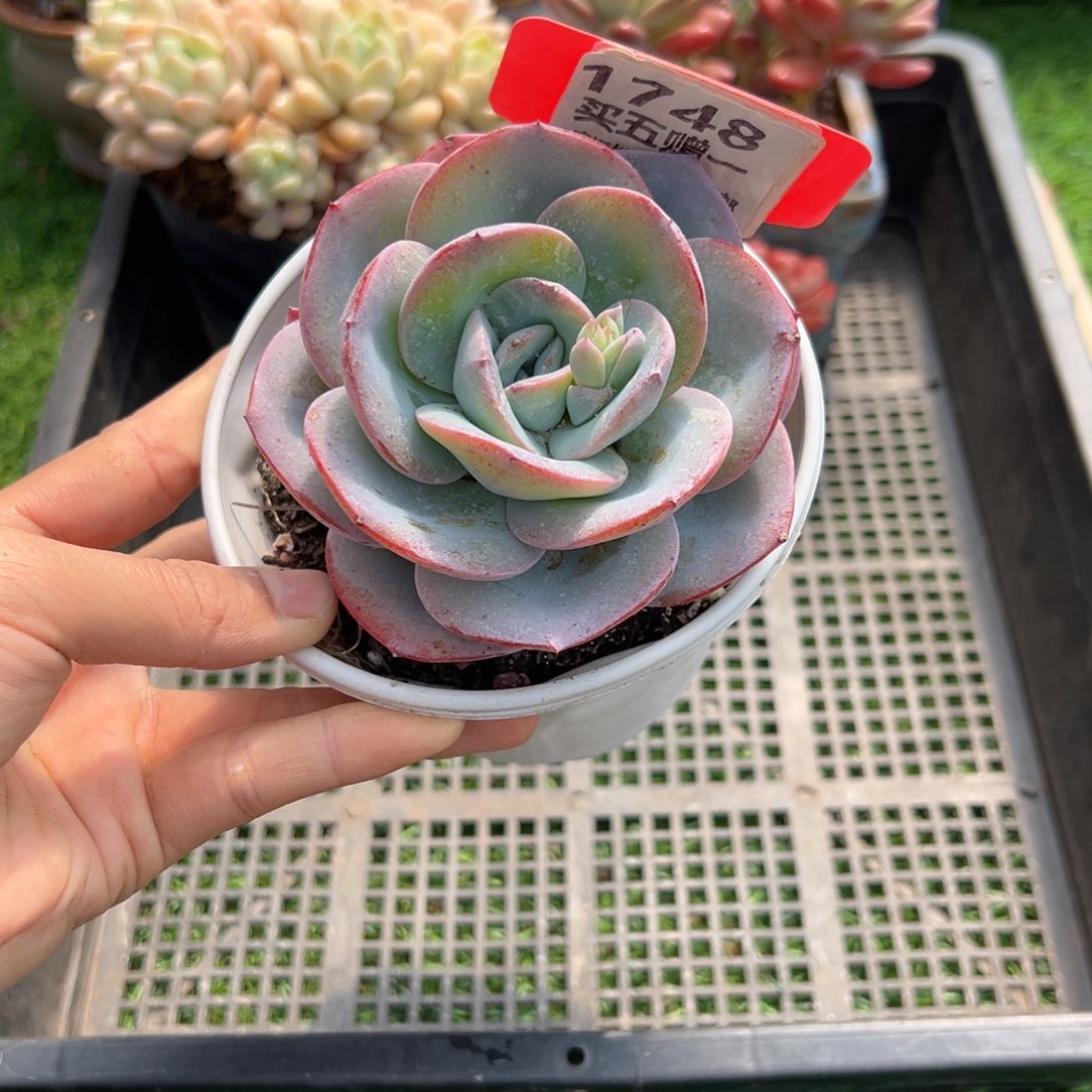 表妹精品多肉1748: