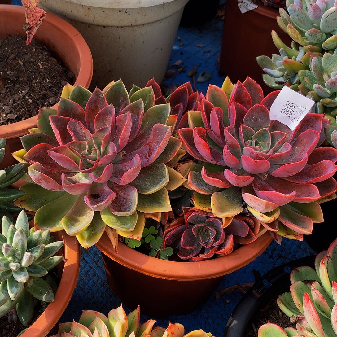 迁***生   紫气东来多肉28038