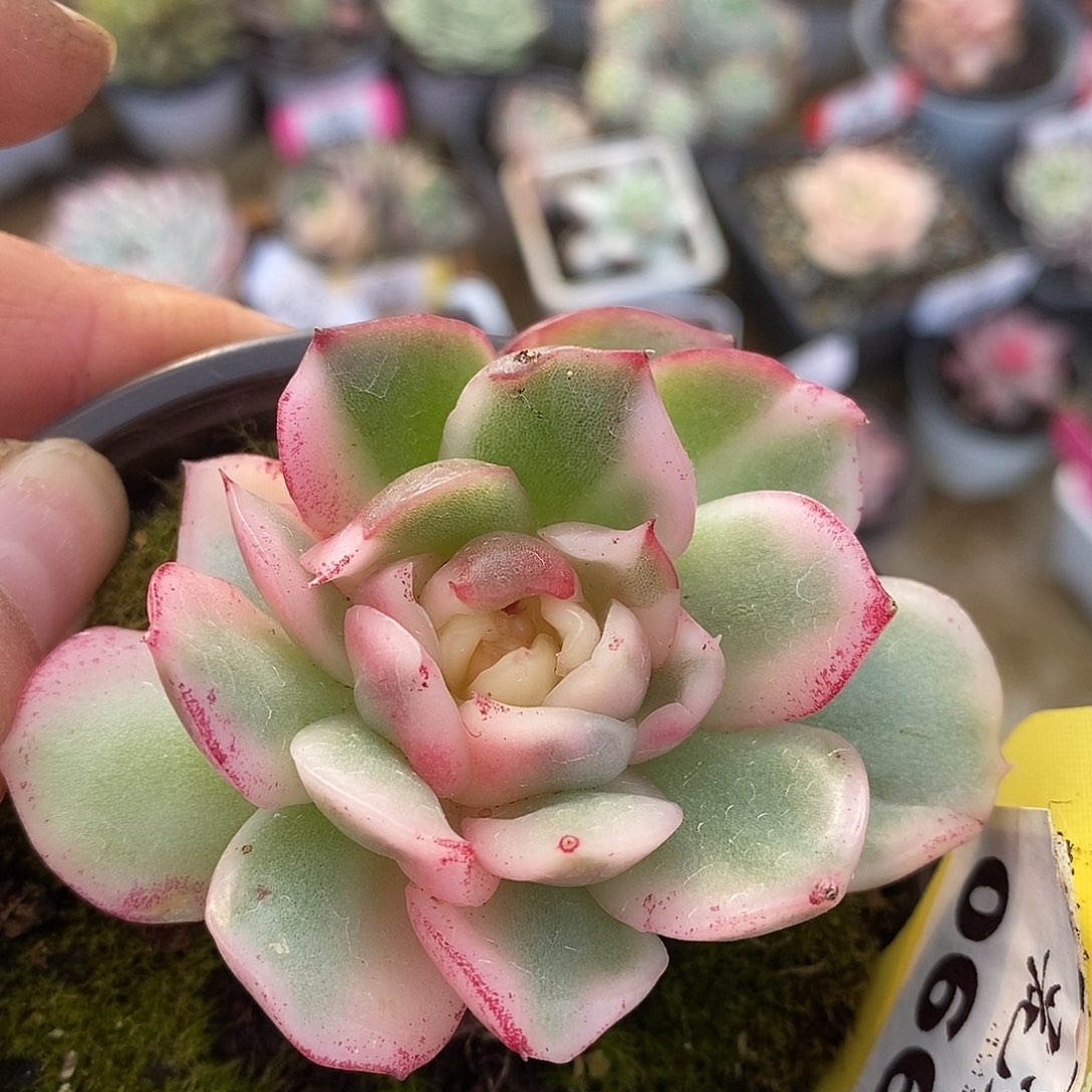 661东云杂哈哈哈哈哈哈