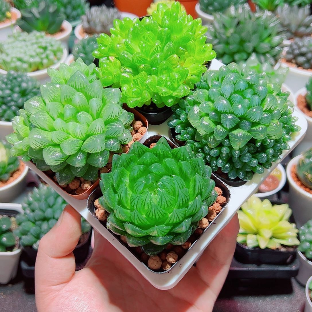 樱水晶姬玉露群雪花水晶草原盆土