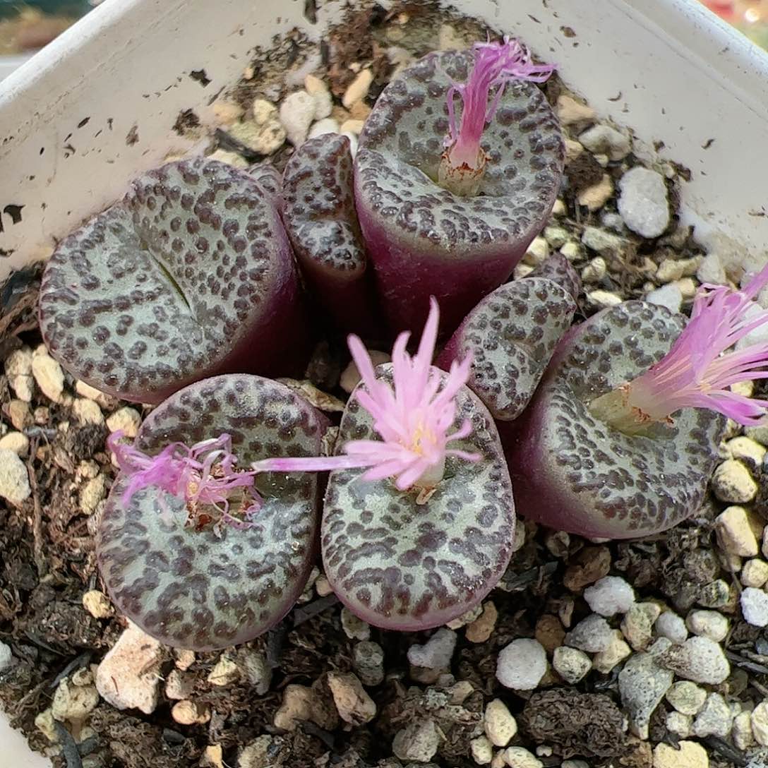 【闪购商品】385 秒 红娇