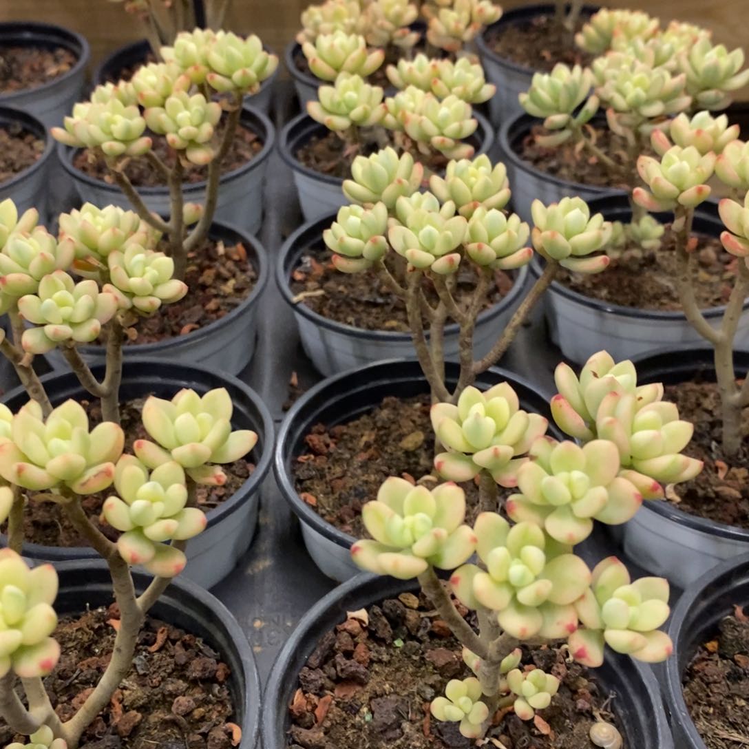 03。糖果米奇锦。福利多多