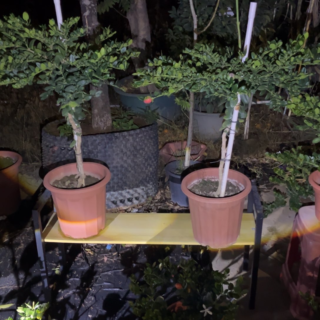 园***号得到的结果就是我