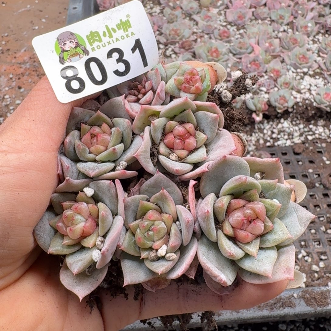 多肉植物多肉植物