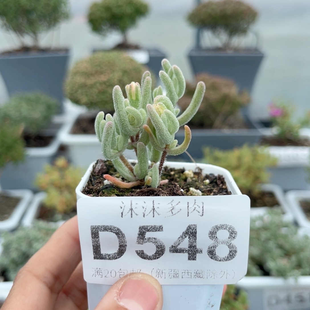 548橙叶锦枝干番杏