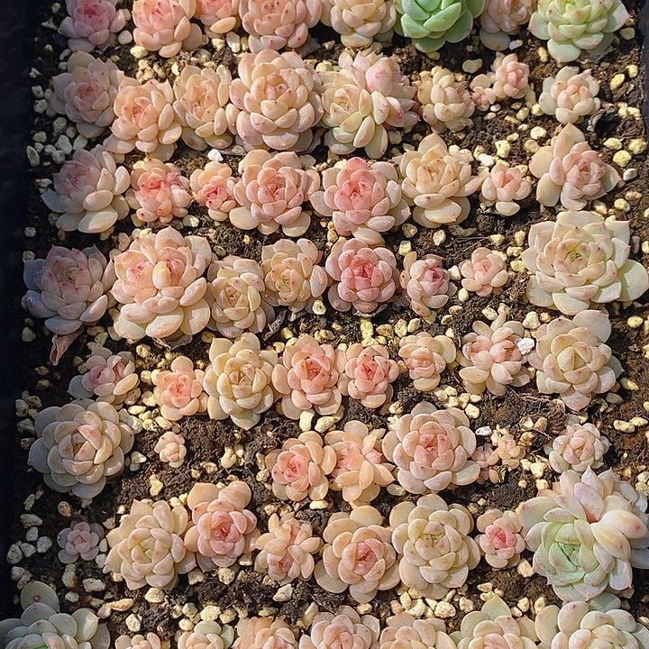 44 多肉植物盆栽花卉植物