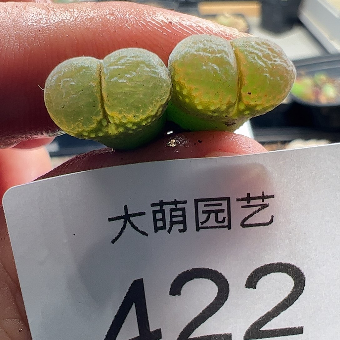 一物一拍AP种源PNSP大型风铃422