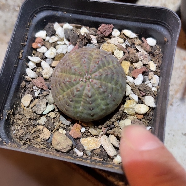 满38包邮2天凑单，脱土晾根发货多肉植物