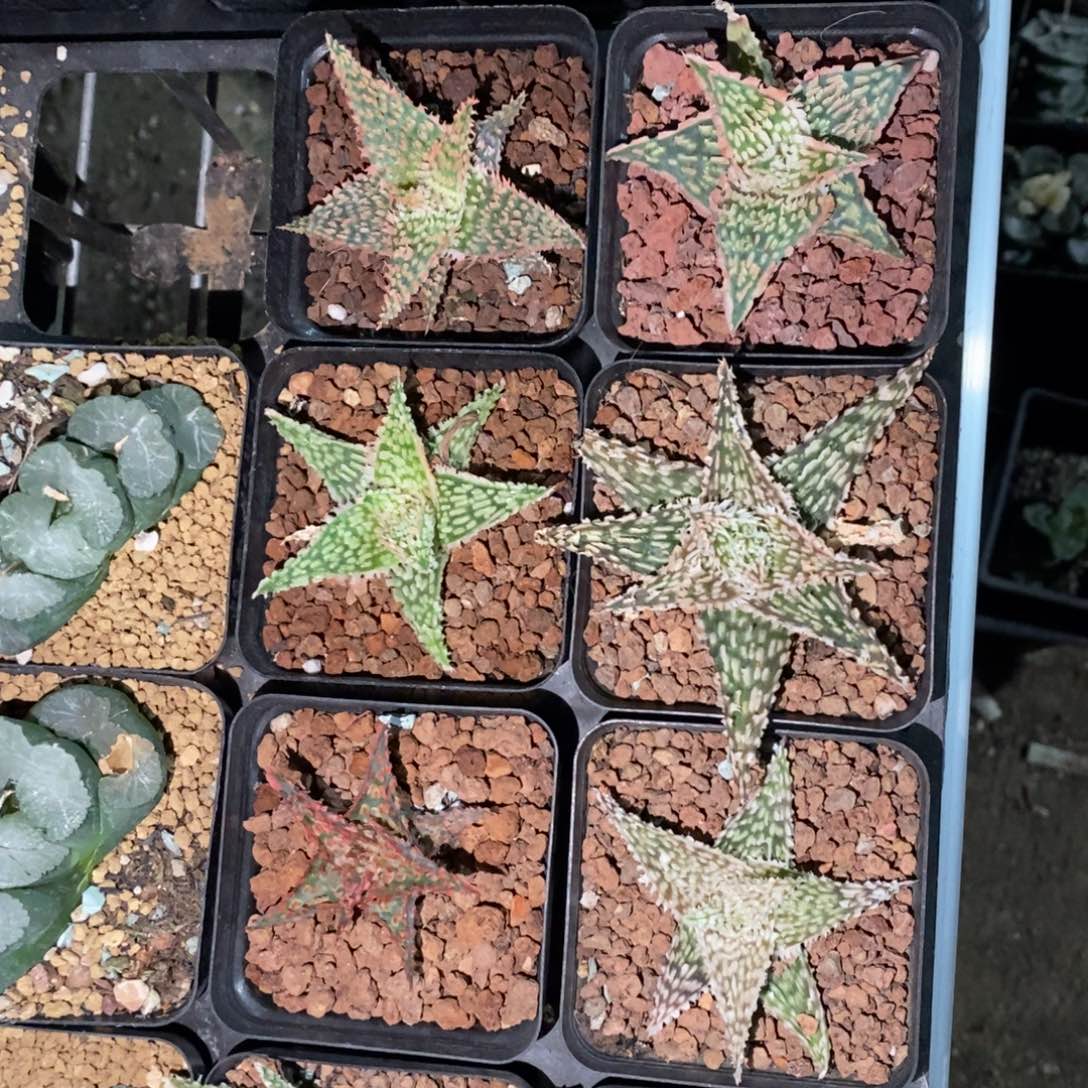 一颗超大圣诞芦荟 元旦福利