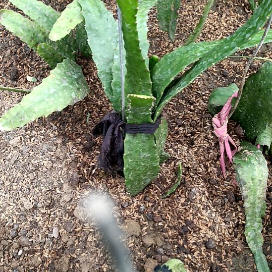 一***儿完全开放令箭何花东北小粉