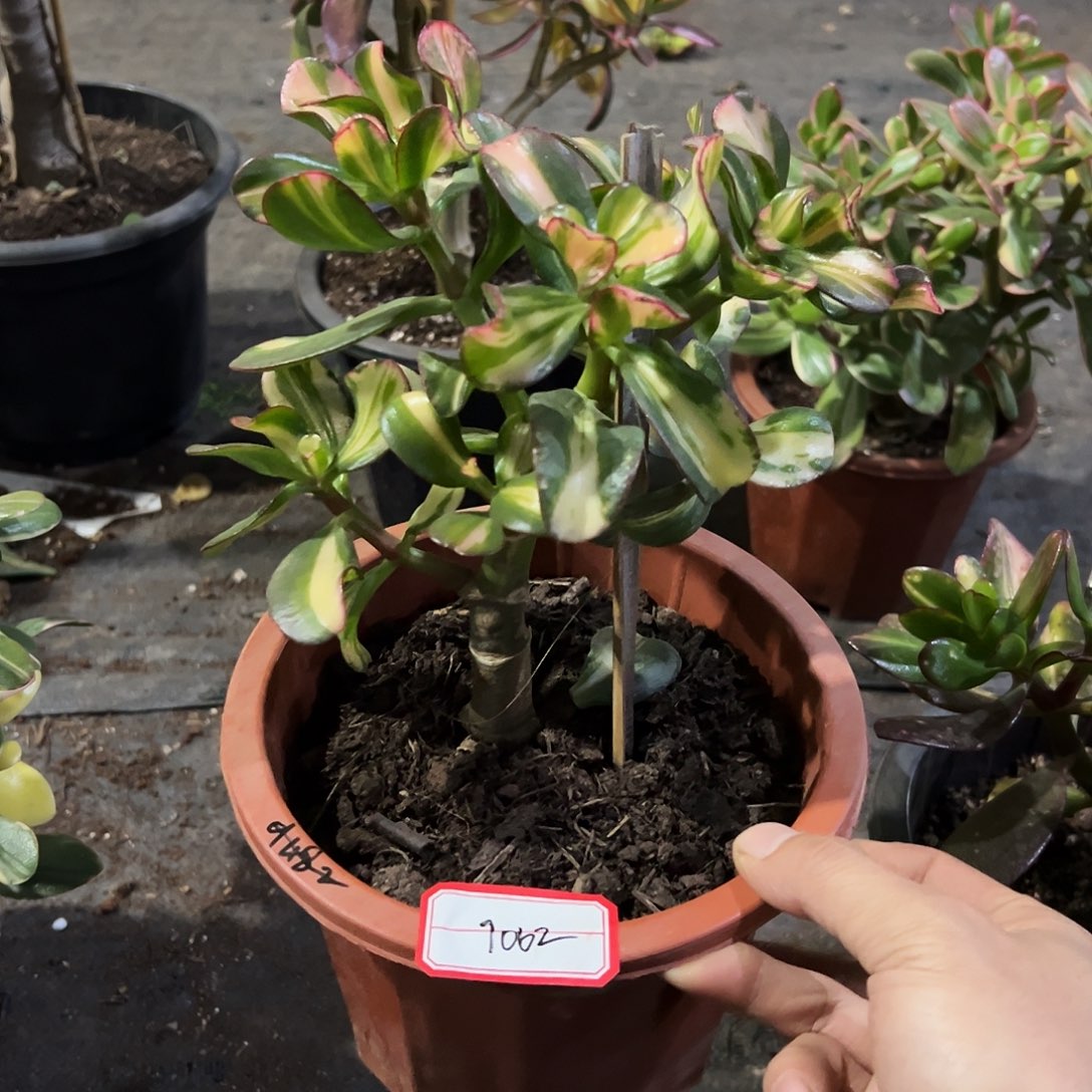 等***待稀有卷叶中斑锦带盆9062