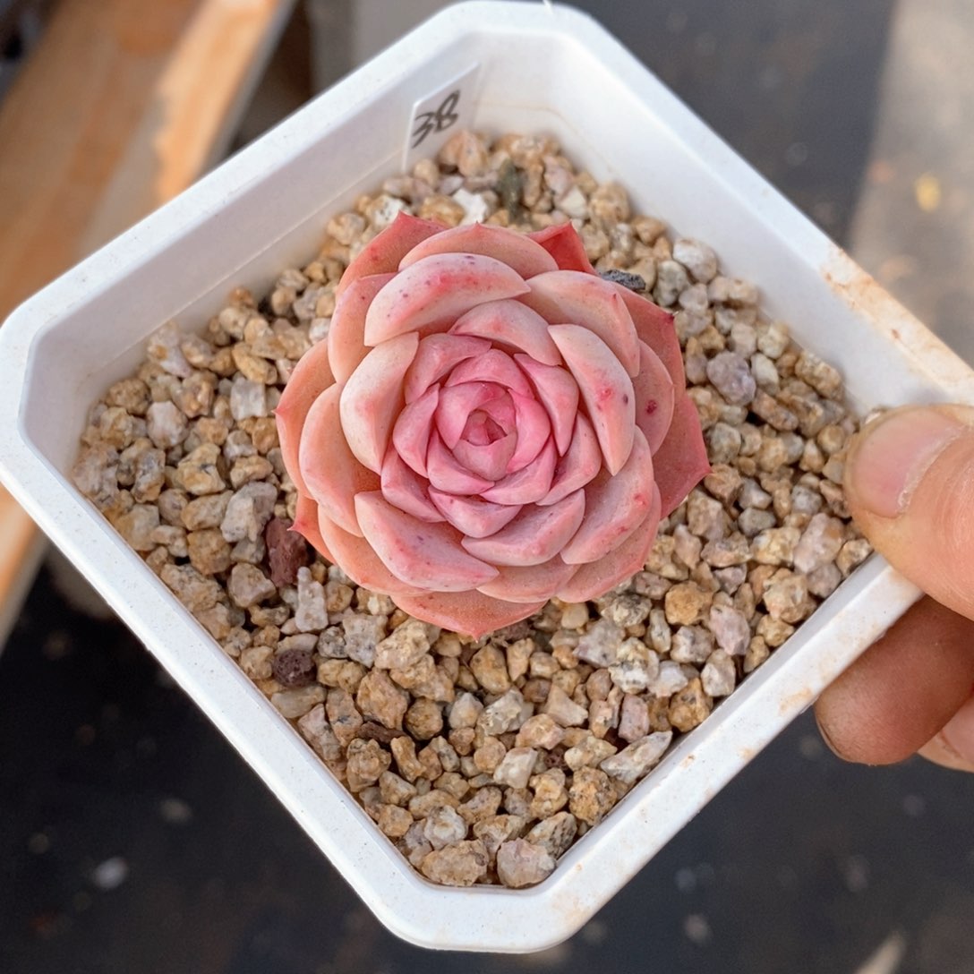 精品多肉一物一拍不包整508