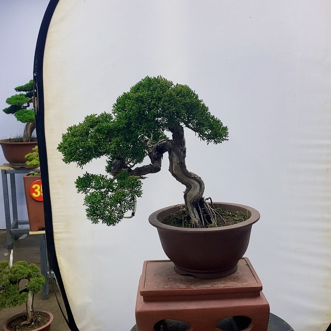 【闪购商品】无花朵思*斋