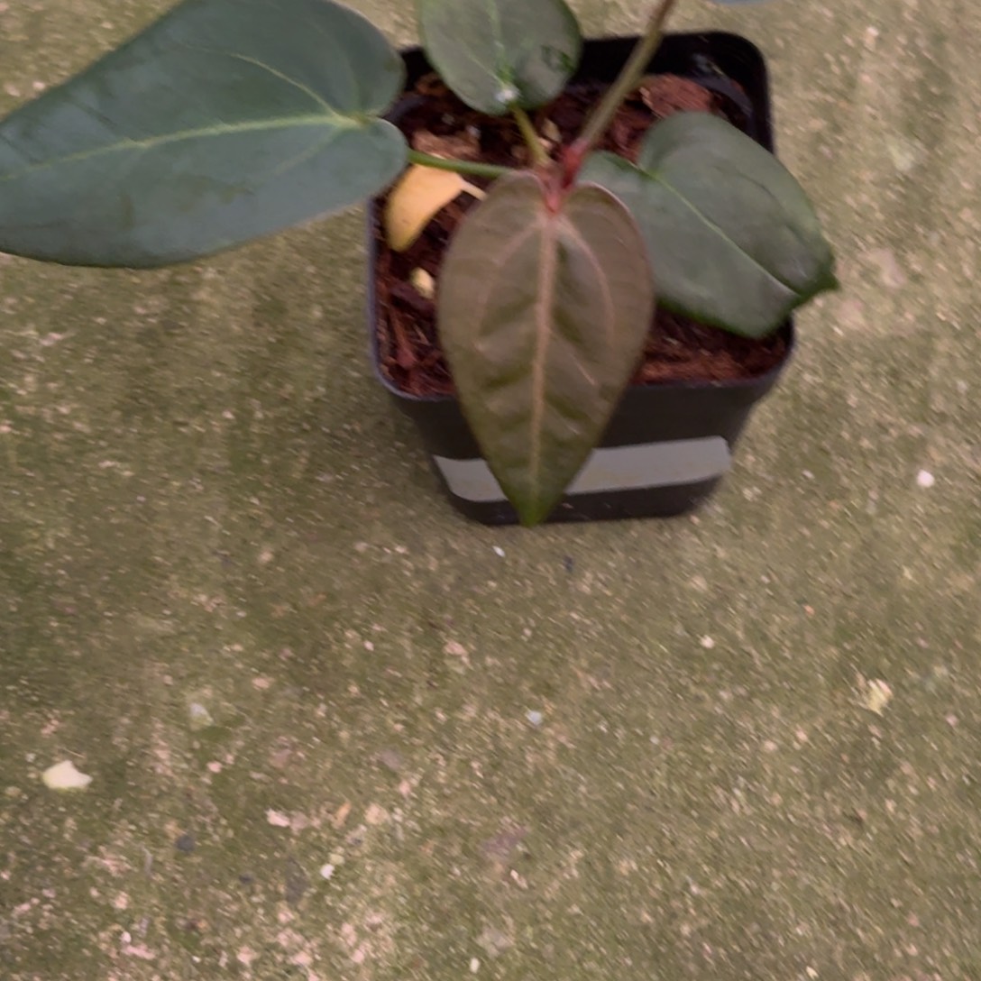 无花朵红蜘蛛盾杂papi杂kos