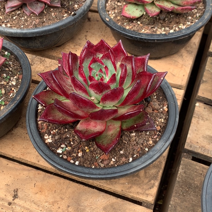 美肉特价活动开始啦