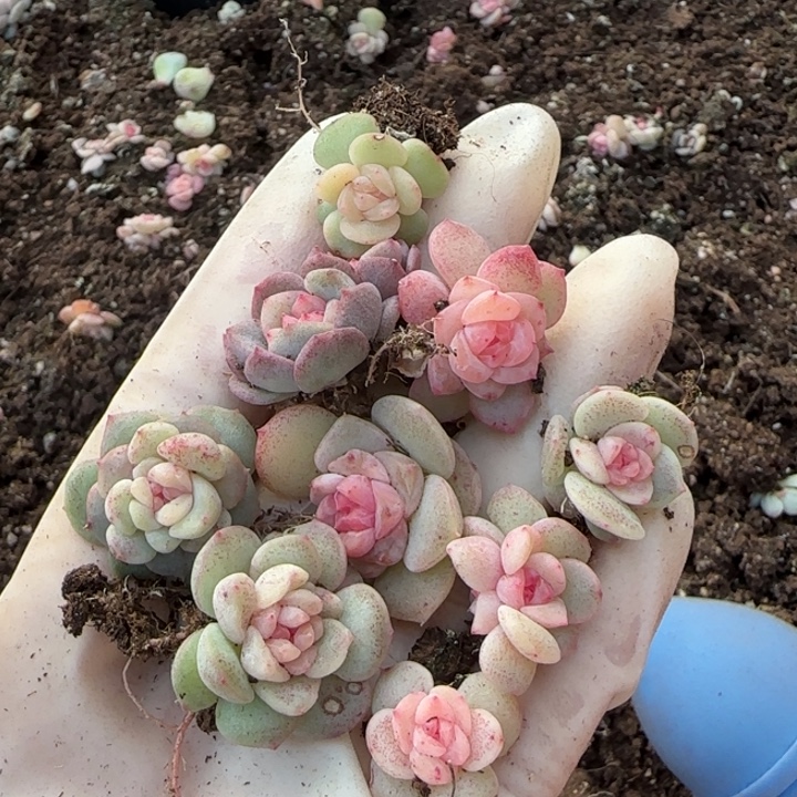 66号王者系列多肉一盒