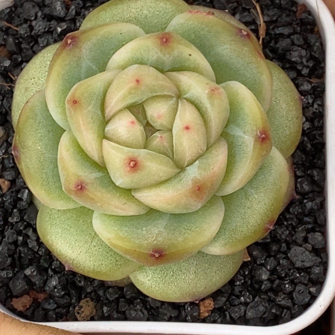 天官赐福百无禁忌