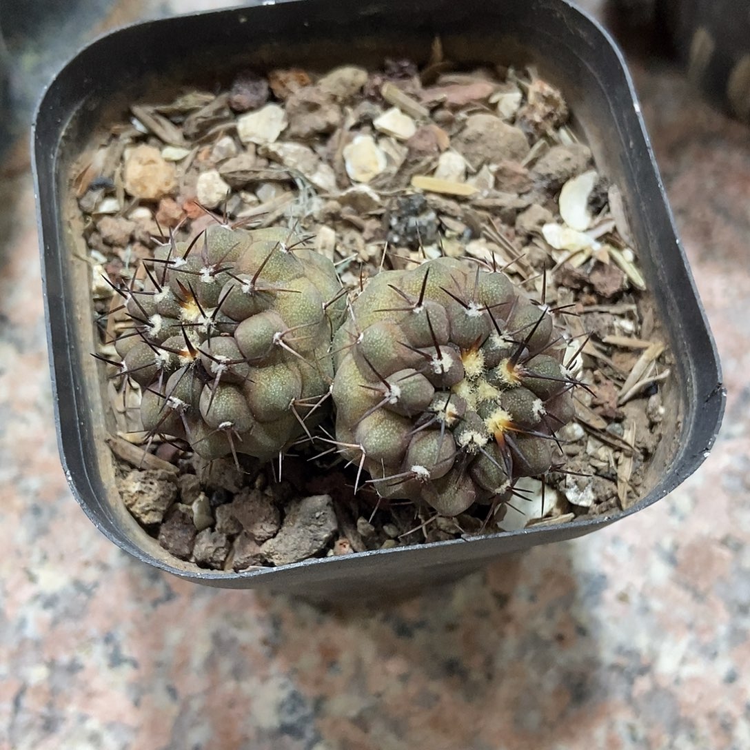 晚***.实生双头孤龙仙人球