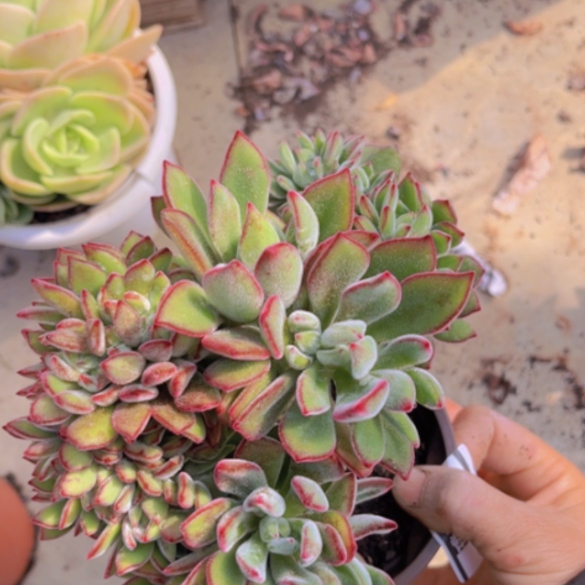 【闪购商品】红兔耳缀1390