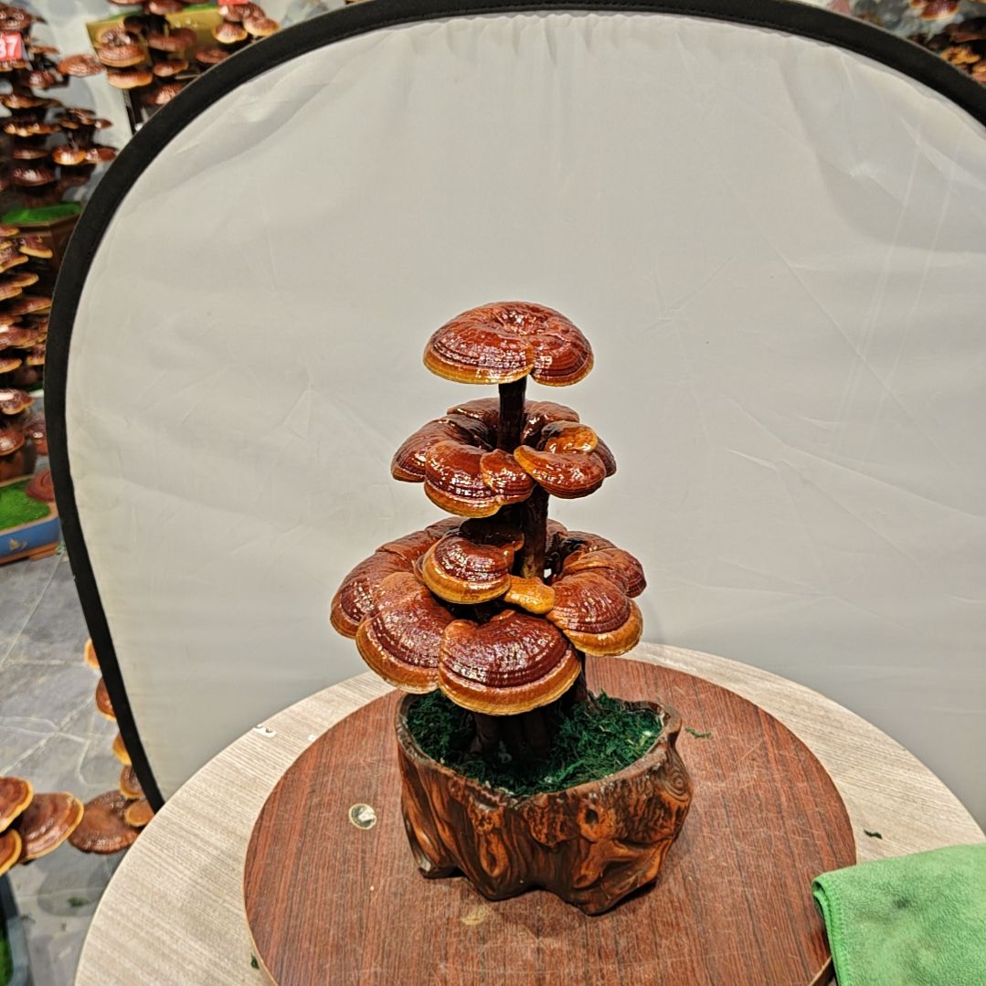 灵芝盆景高端大气上档次