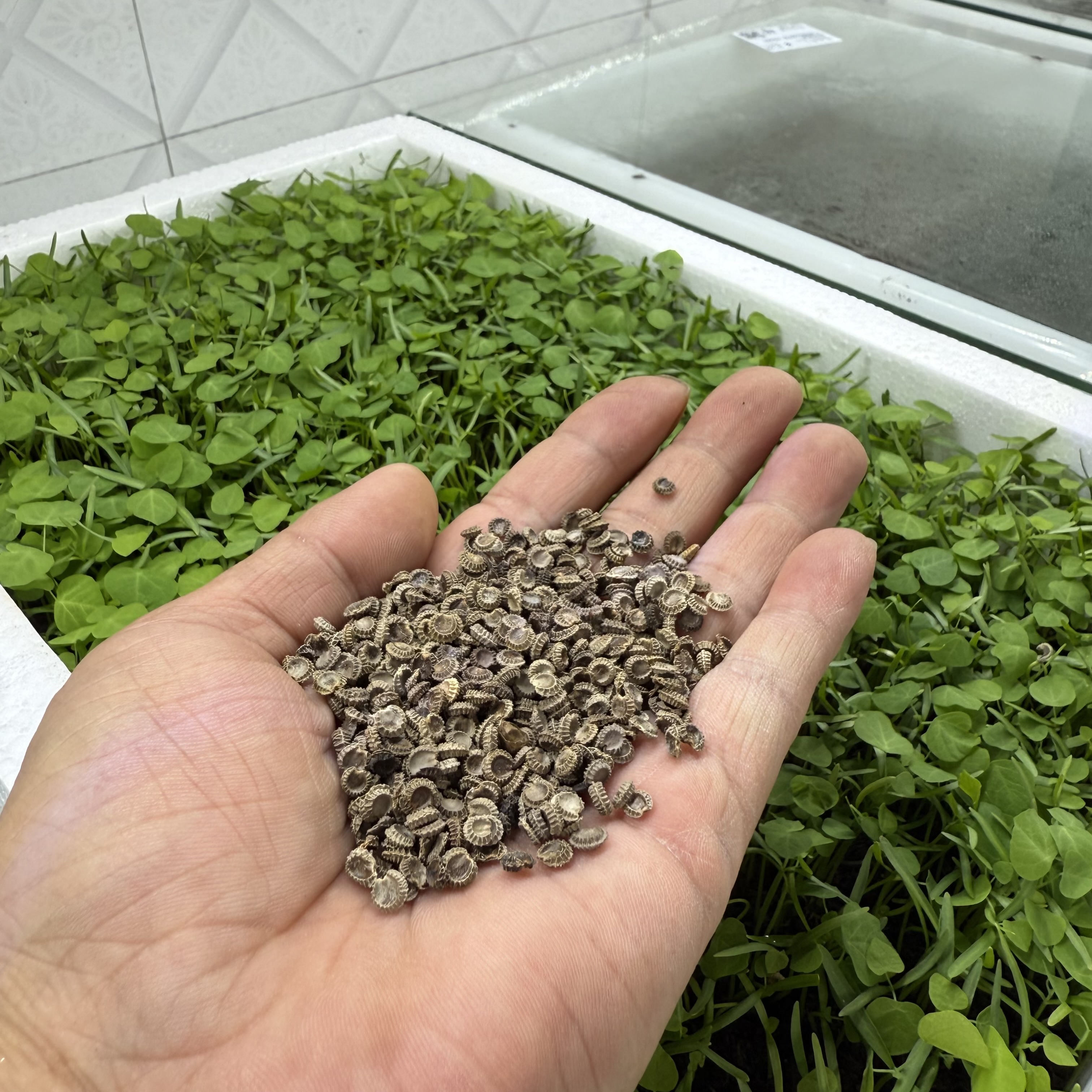 正宗江西粉防己中药材种子土木香2025年新采种子