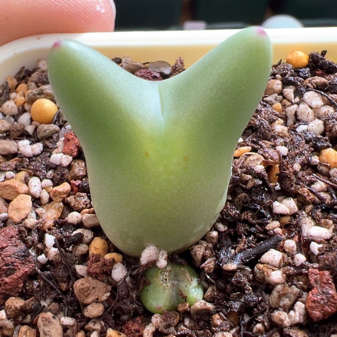 624。0136皮卡丘。龙猫体