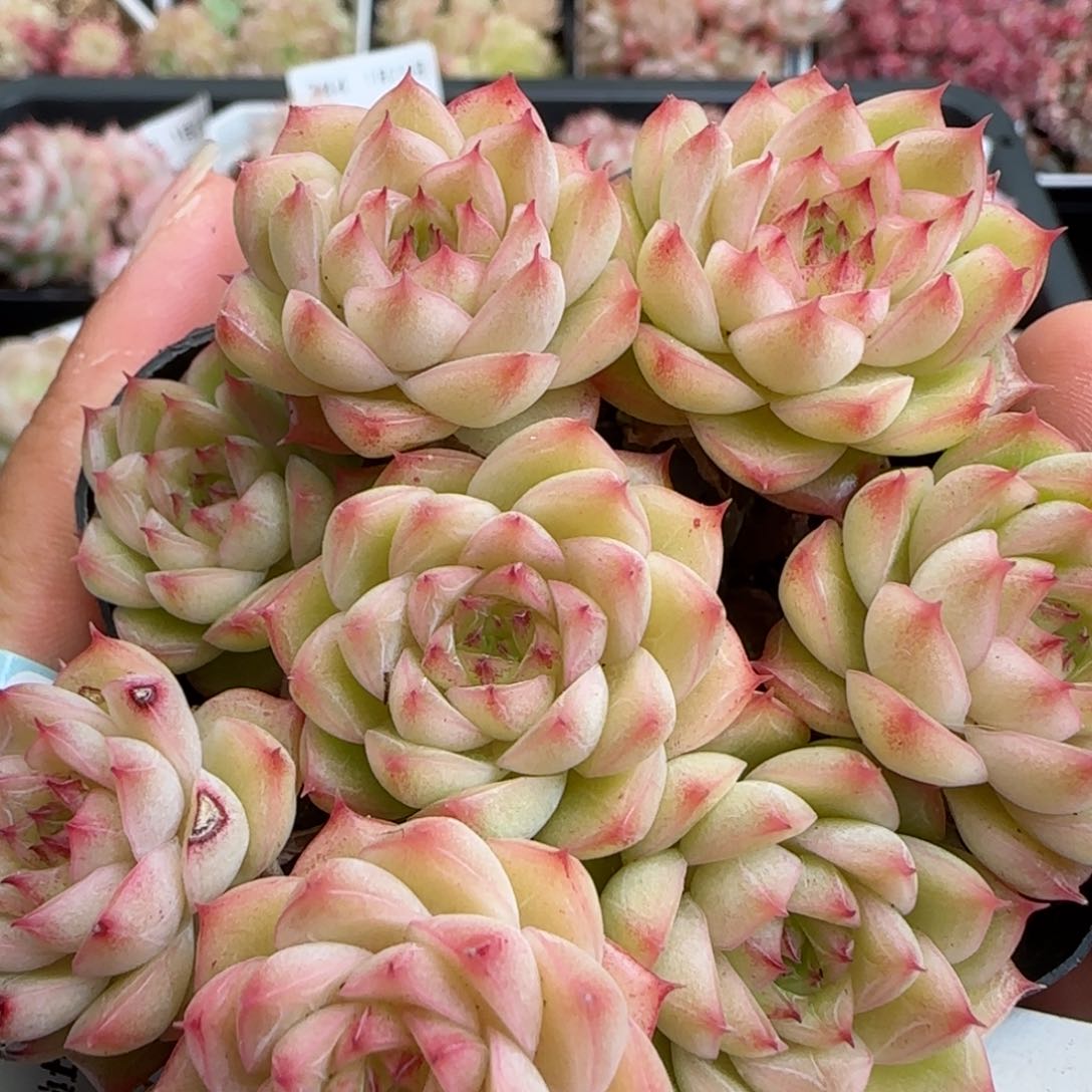 花语逸镜0125-251