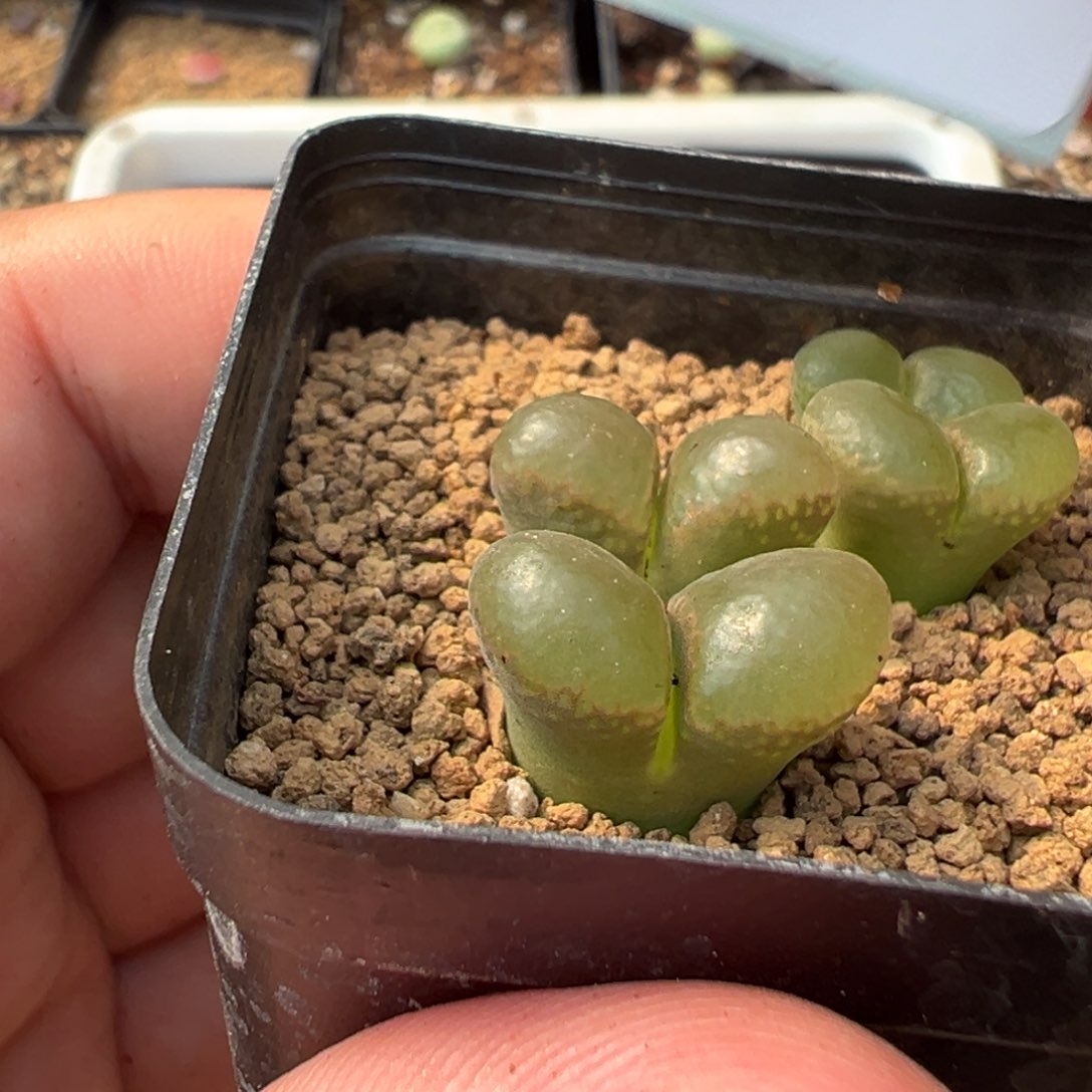 26-198肉锥多肉植物，
